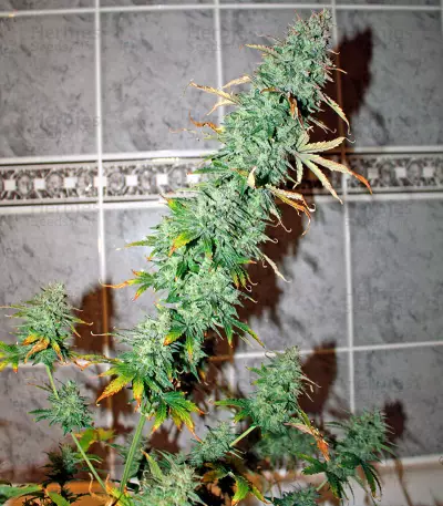 UK Cheese Auto (Humboldt Seeds Organization) Cannabis-Samen