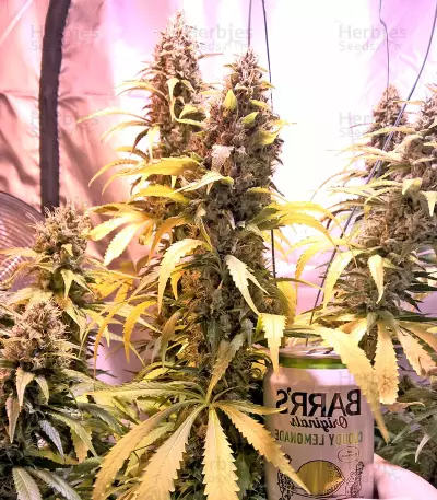 White Lemon (Strain Hunters) Cannabis-Samen