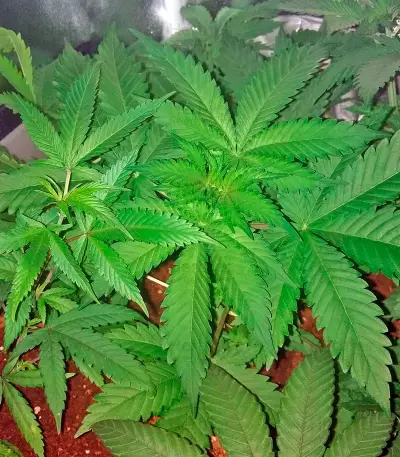 Wonder Woman (Nirvana Seeds) Cannabis-Samen