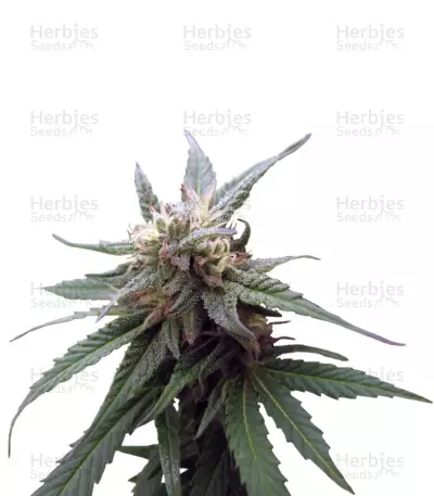 Fruitylicious (Mandala Seeds) Cannabis-Samen