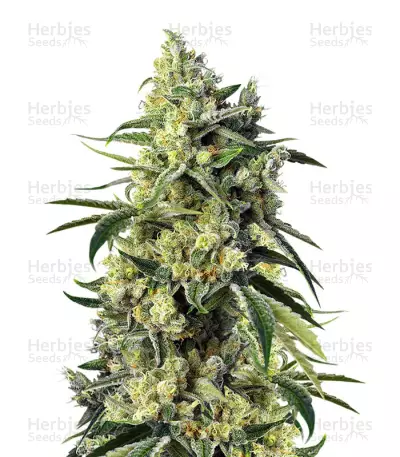 Sweet Amnesia Haze (Sweet Seeds) Cannabis-Samen