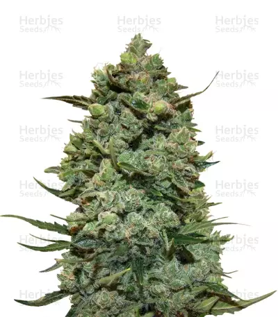 Cookies Kush (Barney's Farm)