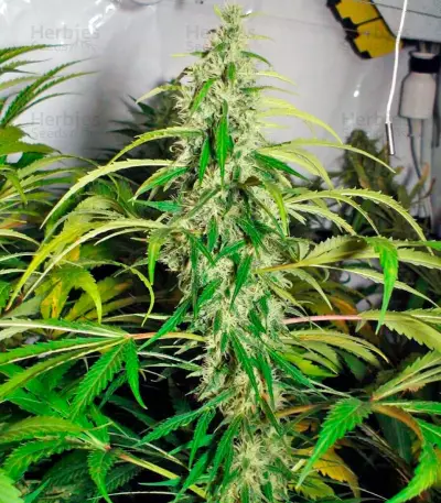 Sweet Tai (Sweet Seeds) Cannabis-Samen