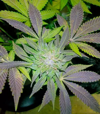 White Widow (Pyramid Seeds) Cannabis-Samen