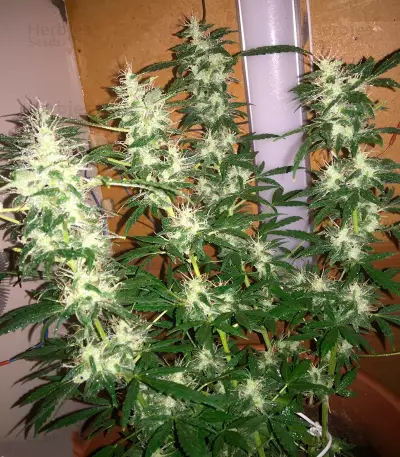 Auto Super Hash (Pyramid Seeds) Cannabis-Samen