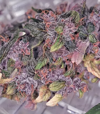 Blackberry Auto feminisierte Samen (Fast Buds)