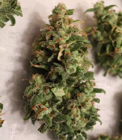 Blackberry Auto feminisierte Samen (Fast Buds)