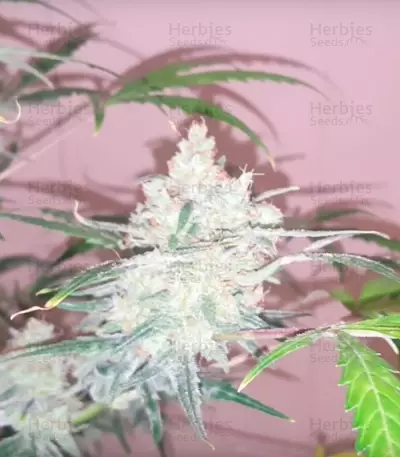 Bulk Smash Auto (Dr. Krippling Seeds) Cannabis-Samen