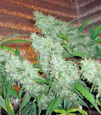 Damnesia (Strain Hunters)