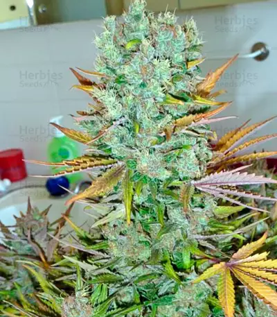 Ice (Nirvana Seeds) Cannabis-Samen