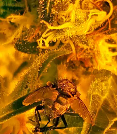 Mazar X Great White Shark (World of Seeds) Cannabis-Samen