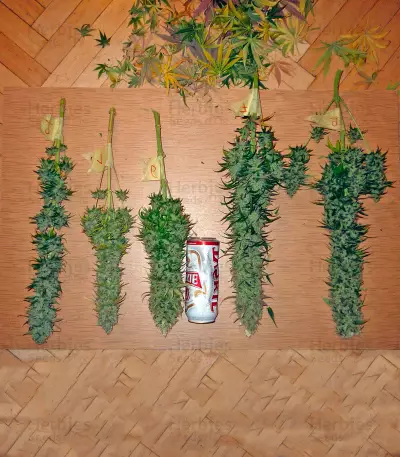 Northern Light (Nirvana Seeds) Cannabis-Samen