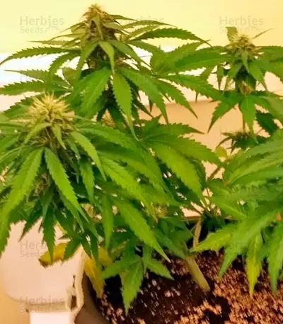 Sugar Mango Ryder Auto (World of Seeds) Cannabis-Samen