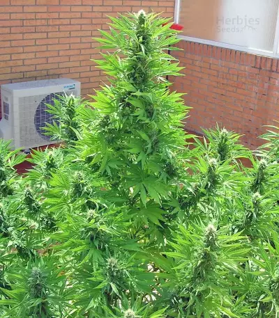 S.A.D. Sweet Afgani Delicious S1 (Sweet Seeds) Cannabis-Samen