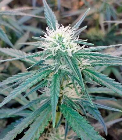 White Cheese Autoflowering (Dinafem Seeds) Cannabis-Samen