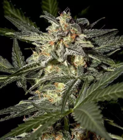 White Widow Auto (GHS) Cannabis-Samen