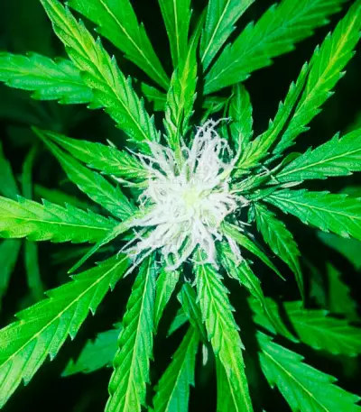 White Widow Auto (Vision Seeds) Cannabis-Samen