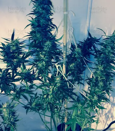 Wipeout Express Auto (Heavyweight Seeds) Cannabis-Samen