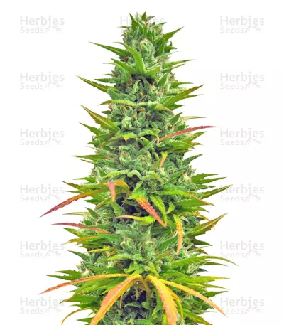 Choco Bud (Vision Seeds) Cannabis-Samen