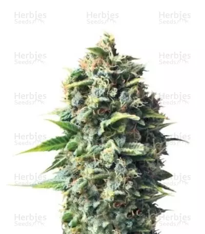Pineapple Kush (RQS) Cannabis-Samen