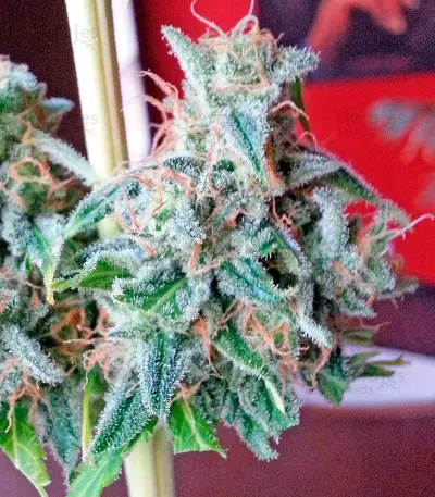 Afghan Kush X Skunk (World of Seeds) Cannabis-Samen