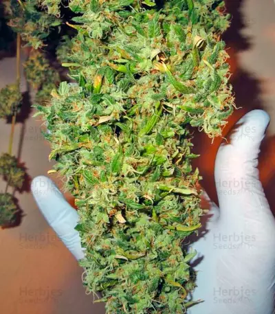 Arjan's Ultra Haze #2 (Mango Haze AUH#2) (GHS) Cannabis-Samen