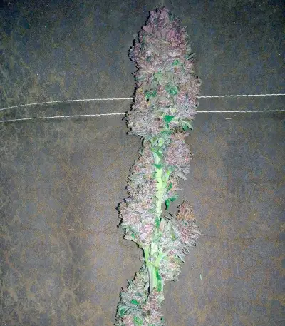 Bloody Skunk Auto (Sweet Seeds) Cannabis-Samen