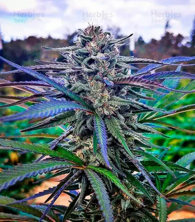 Blue Dream strain