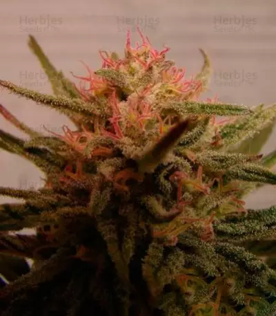 Critical Neville Haze 2.0 (Delicious Seeds) Cannabis-Samen