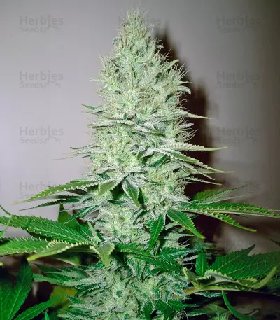 Ice Cream (Paradise Seeds) Cannabis-Samen