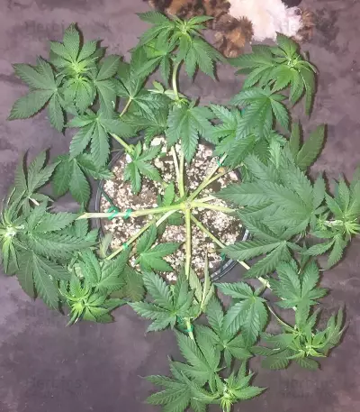 Kali's White Shadow (KFC Seeds) Cannabis-Samen