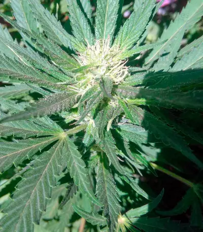 Motavation regular (Serious Seeds) Cannabis-Samen