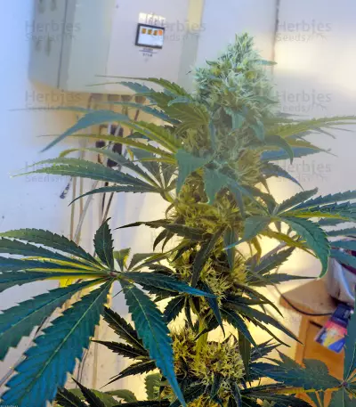 OG Kush regular (Humboldt Seeds Organization) Cannabis-Samen