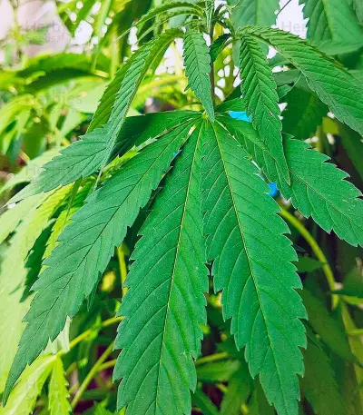 Original Cheese IBL (Paradise Seeds) Cannabis-Samen