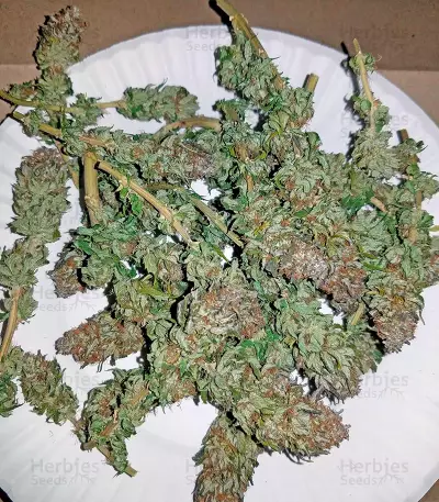 Purple Trainwreck (Humboldt Seeds Organization) Cannabis-Samen