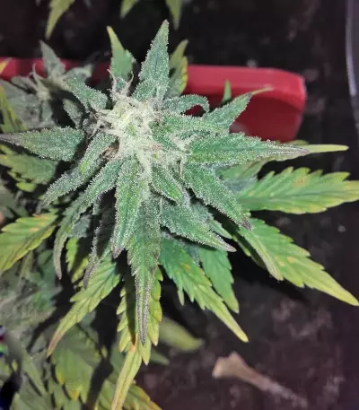 Smokin' Gun Auto (Dr. Krippling Seeds) Cannabis-Samen