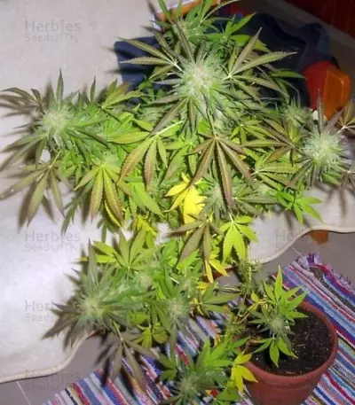 Super Critical (GHS) Cannabis-Samen