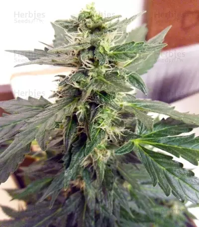 Sweet Mango Auto (GHS) Cannabis-Samen