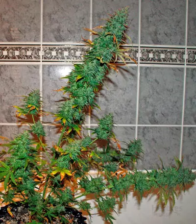 UK Cheese Auto (Humboldt Seeds Organization) Cannabis-Samen