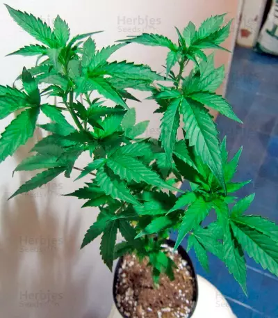 White Strawberry Skunk (Strain Hunters) Cannabis-Samen