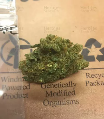Zombie Haze (Sumo Seeds) Cannabis-Samen
