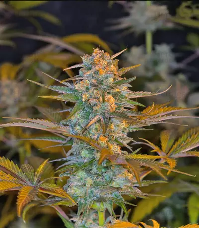Jack 47 F1 Fast Version (Sweet Seeds) Cannabis-Samen