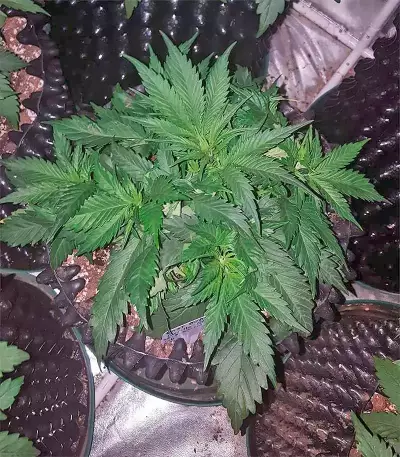 GG#4 Original Glue Auto feminisierte Samen (Fast Buds)