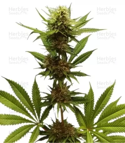 Northern Light (RQS) Cannabis-Samen
