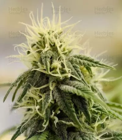 Allkush (Paradise Seeds) Cannabis-Samen