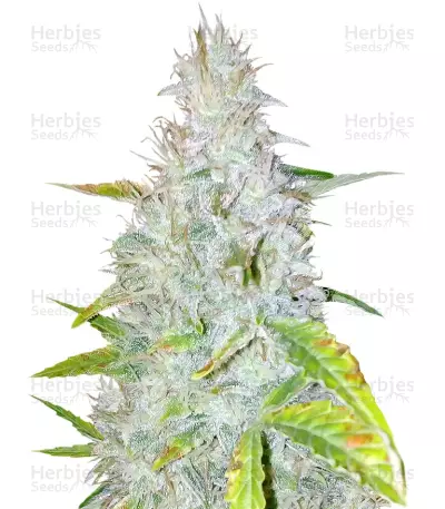 Auto AK (Female Seeds) Cannabis-Samen