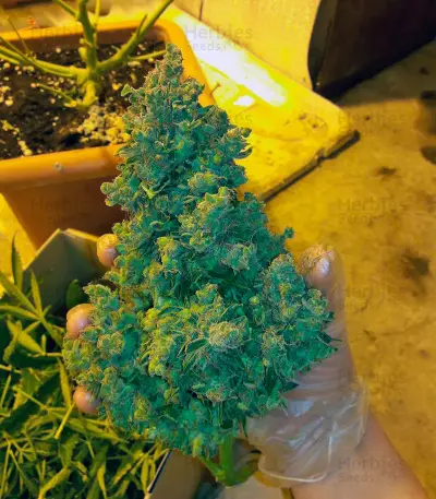 Auto American Pie (Pyramid Seeds) Cannabis-Samen