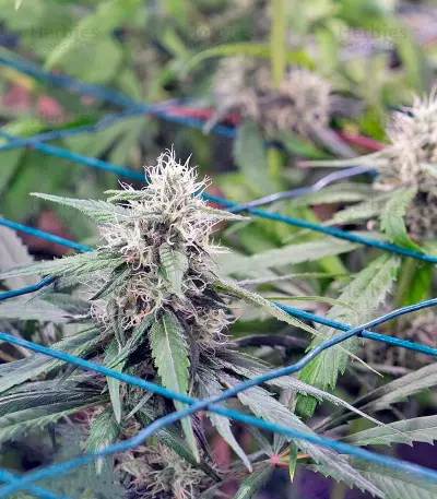 Critical Mass CBD (Dinafem Seeds) Cannabis-Samen