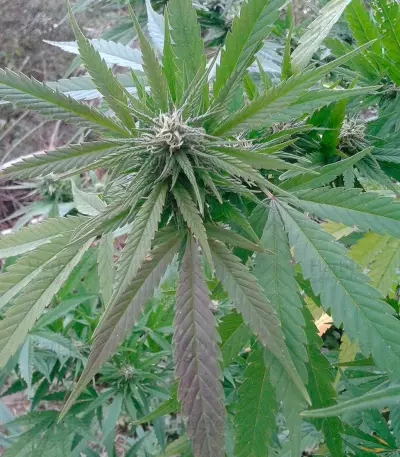 High Level (Eva Seeds) Cannabis-Samen