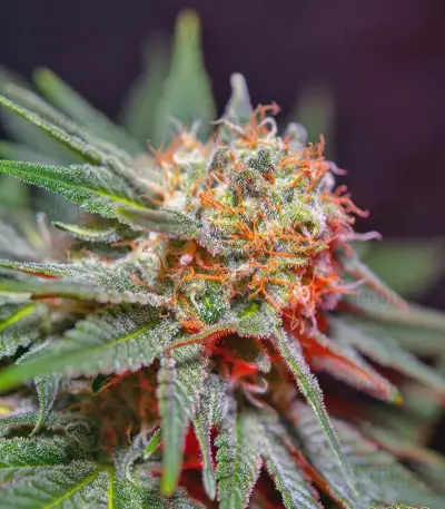 Killer Kush F1 Fast Version (Sweet Seeds) Cannabis-Samen